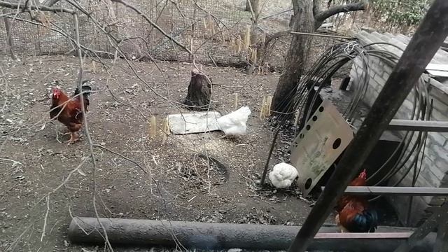 video5190575566146775835