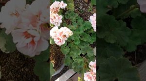 ЮГ Соломея ,Юзиз Персей и другие сорта и немного рассуждений