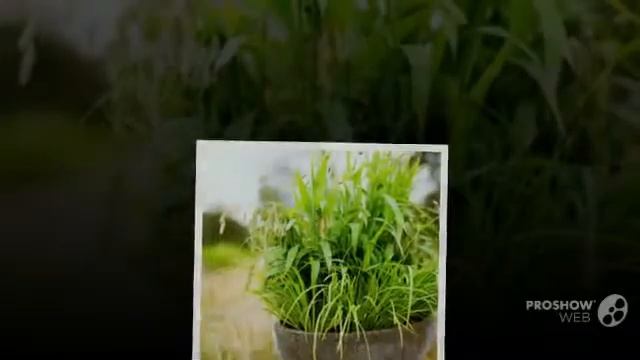 Chasmanthium - garden plants смотреть онлайн