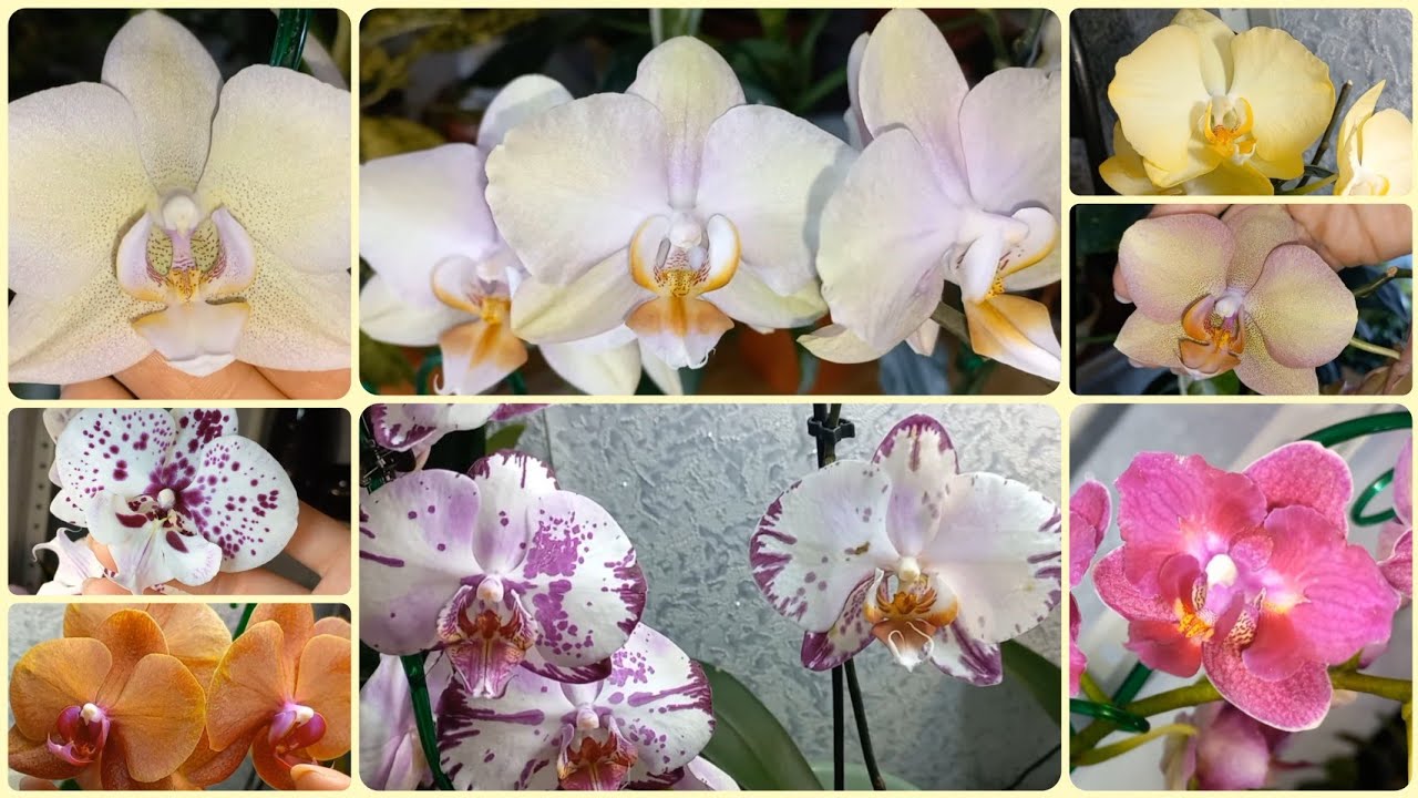 Видео про орхидеи