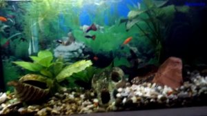 Почему воняет вода в аквариуме. Причины.
