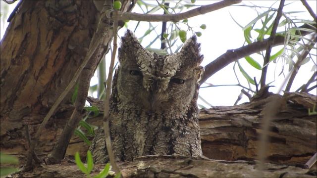 Cyprus Scops Owl  Otus Cyprius  θουπί - Endemic to Cyprus