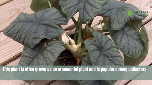 Alocasia Rugosa | Alocasia Melo | Giant Elephant Ear Plant