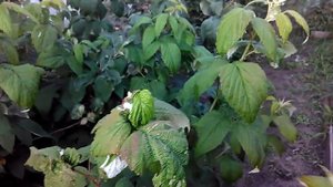 С малины ремонтантной я получаю два урожая!