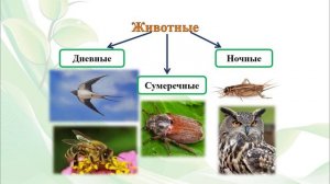 Тема 5. Свет в жизни организмов. Фотопериод и фотопериодизм