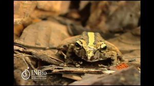 Anfibio Craugastoridae Pristimantis cerasinus (Cope, 1875)