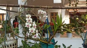 Dendrobium Orchid  Varieties For Sale