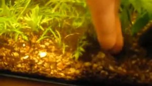 Питательная подложка и грунт