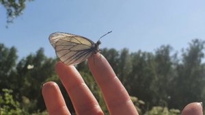 Вводное видео про подключки