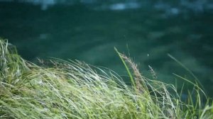 Лес и его обитатели