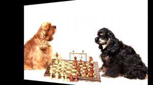 американский кокер спаниэль