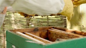 Сбор меда 2022