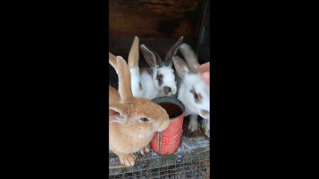 Озорные Крольчата #Shorts смотреть онлайн