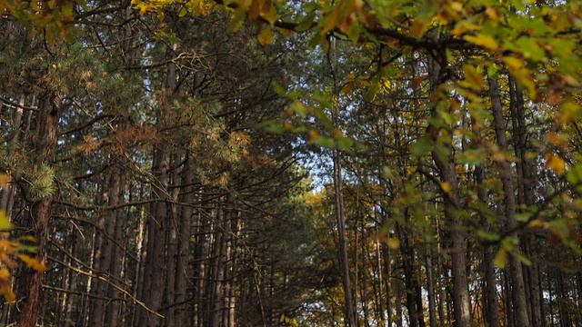 Trail Running in Bulgaria смотреть онлайн