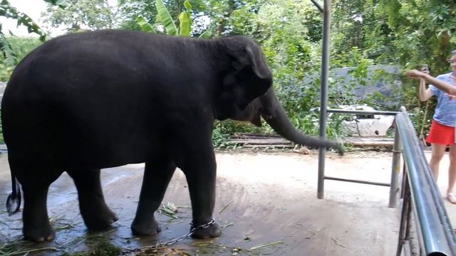 ФИТНЕС-ТУР В ТАИЛАНДЕ by @Gomarova смотреть онлайн