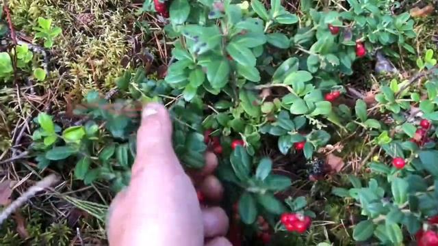 Как правильно собирать грибы КОЛПАЧКИ, или самый вкусный гриб растущий в России! смотреть онлайн