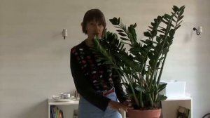 Zamioculcas - concimazione piante da interno