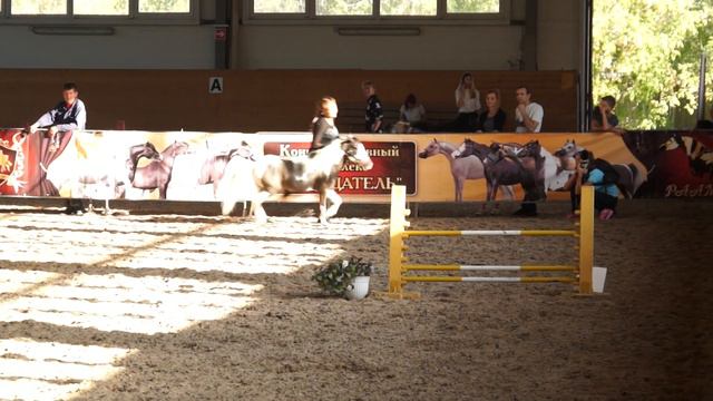 Продаётся. Крейзи - АМНА жеребец импорт из США. Чемпионат РААМЛ 2018 - класс конкурный смотреть онлайн