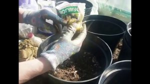 Не зимующие лилии, жизнь в горшках. ВПЛ.