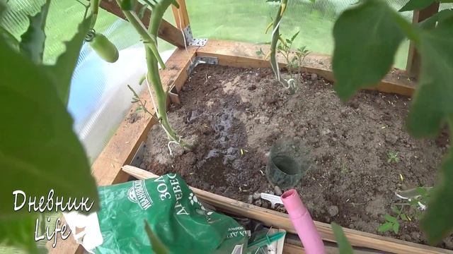 🌱ОГОРОДНЫЕ ДЕЛА// ВКУСНЯХА ДЛЯ ТОМАТОВ// СУШУ ЛУК