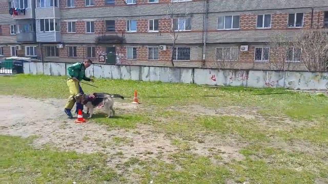 восточно европейская овчарка смотреть онлайн