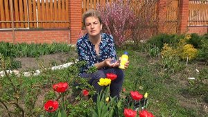 Чем подкормить розы для обильного цветения? Агрикола Аква для роз
