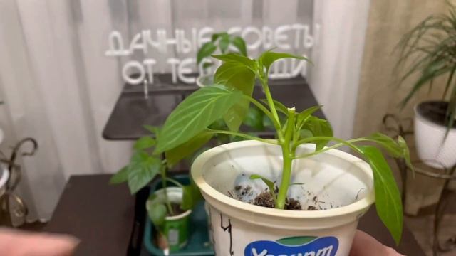 Не спешите выбрасывать такую рассаду перцев смотреть онлайн