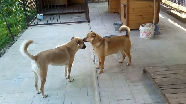 Собаки на нашей даче которые живут в вольере #животные #собака смотреть онлайн