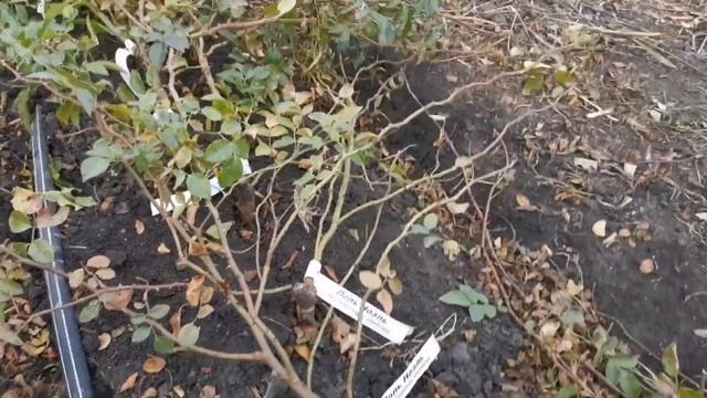 Работа кипит??Есть вопрос ☝️☝️ смотреть онлайн