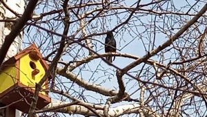 Басики в деревне 🌻🦋Влог-прогулка🥰