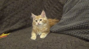 Brianna котенок Мейн кун 3 месяца