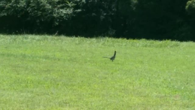 How road runners really run & jump! смотреть онлайн