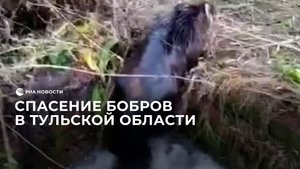 Спасение бобров в Тульской области