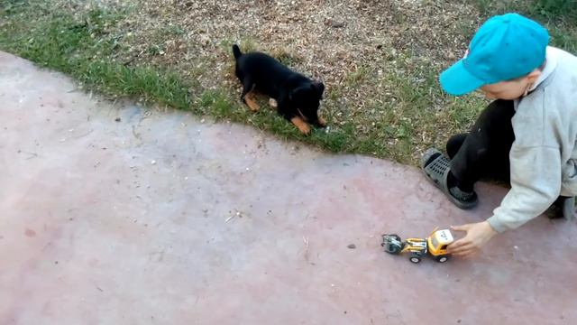 Щенок пинчера не любит строительную технику смотреть онлайн