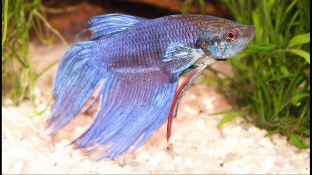 Рыбка петушок, содержание и кормление. смотреть онлайн