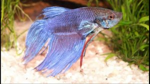 Рыбка петушок, содержание и кормление.