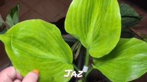 Пополнение моей коллекции 2022.. Распаковка посылки с хостами от частного коллекционера...