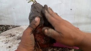 ficus Tiger bark sobre roca/ experimentando para que ustedes no fallen. #ficus #bonsai #tigerbark