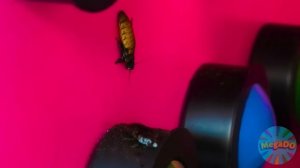 1000 Загадочных Кнопок и Только Одна Тебя Спасет | Смешные моменты от Mega DO Challenge