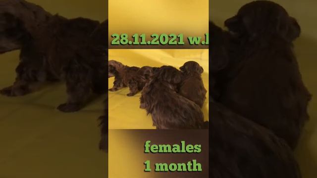 Четыре сестрички русские цветные болонки, первые шаги смотреть онлайн