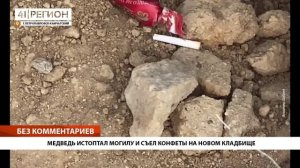 МЕДВЕДЬ ИСТОПТАЛ МОГИЛУ И СЪЕЛ КОНФЕТЫ НА НОВОМ КЛАДБИЩЕ •БЕЗ КОММЕНТАРИЕВ