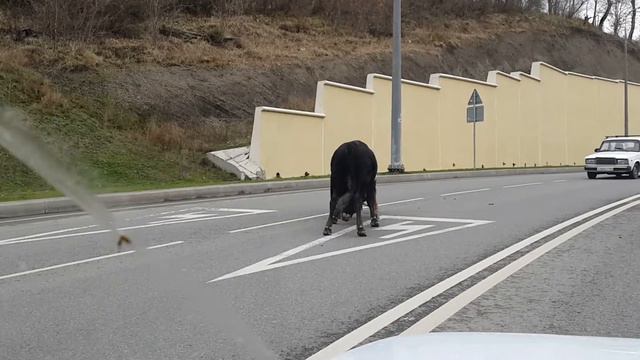 Олимпийский Сочи. Бой Быков на дороге смотреть онлайн