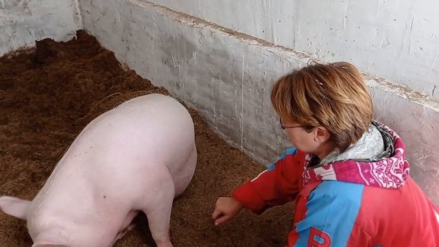 Наши животные. смотреть онлайн