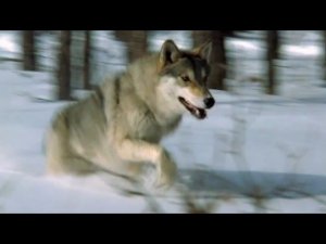 Одинокий волк