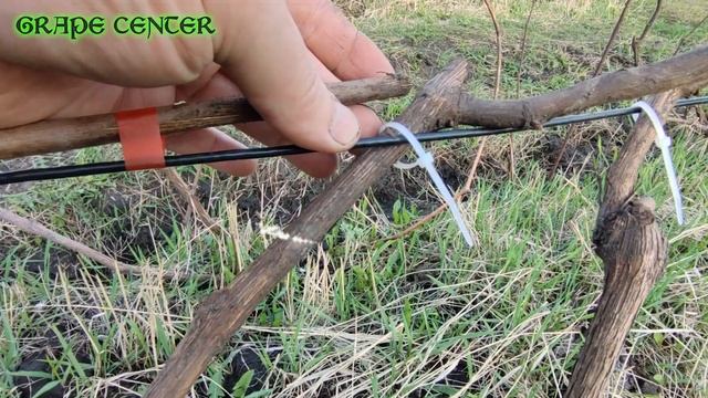 Первая подвязка винограда весной /The first garter of grapes. Отличное средство для крепкой подвязк смотреть онлайн