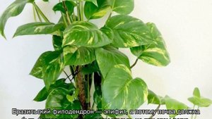 Филодендрон лазящий плющевидный — виды лиан