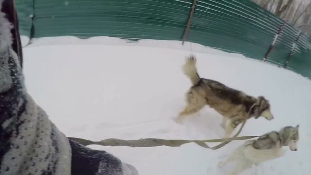 Хаски наказал хозяина смотреть онлайн