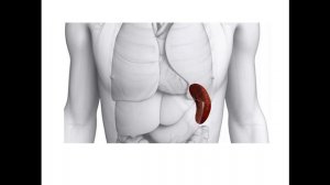 ТЕМА №15 Учение об иммунитете. Неспецифические факторы защиты