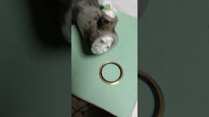 Ремонт бортика уплотняющего кольца заднего гидроцилиндра ситроен ксантия...