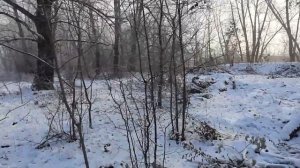 Наломал дров! Дрова бесплатно. Заготовка дров из обломанных ветром веток. Валежник. Хворост.